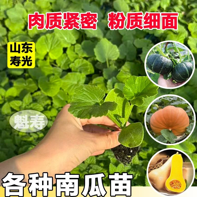 南瓜苗子大全庭院菜园甘面耐贮贝贝板栗贵族香芋蜜本早嫩南瓜种籽