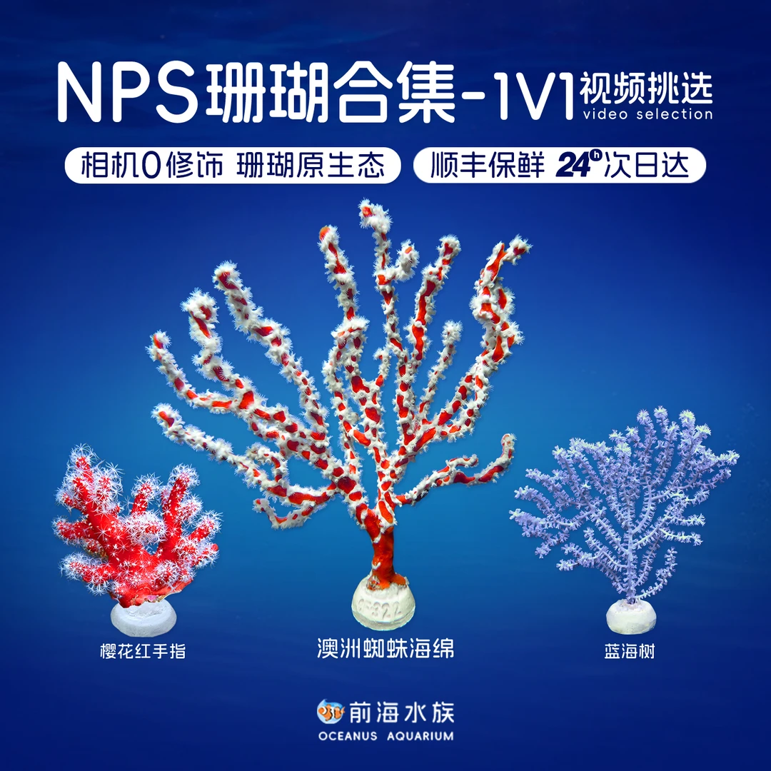 红手指荧光大嘴巴蜘蛛海绵海树皮革珊瑚海水缸NPS活体观赏珊瑚