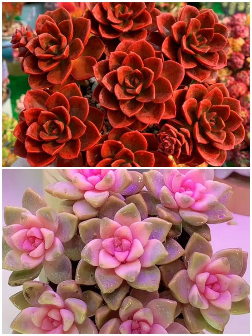 Y巧克力+樱花锦组合  【元旦迎新年宵纳福】多肉植物 带盆带土发货