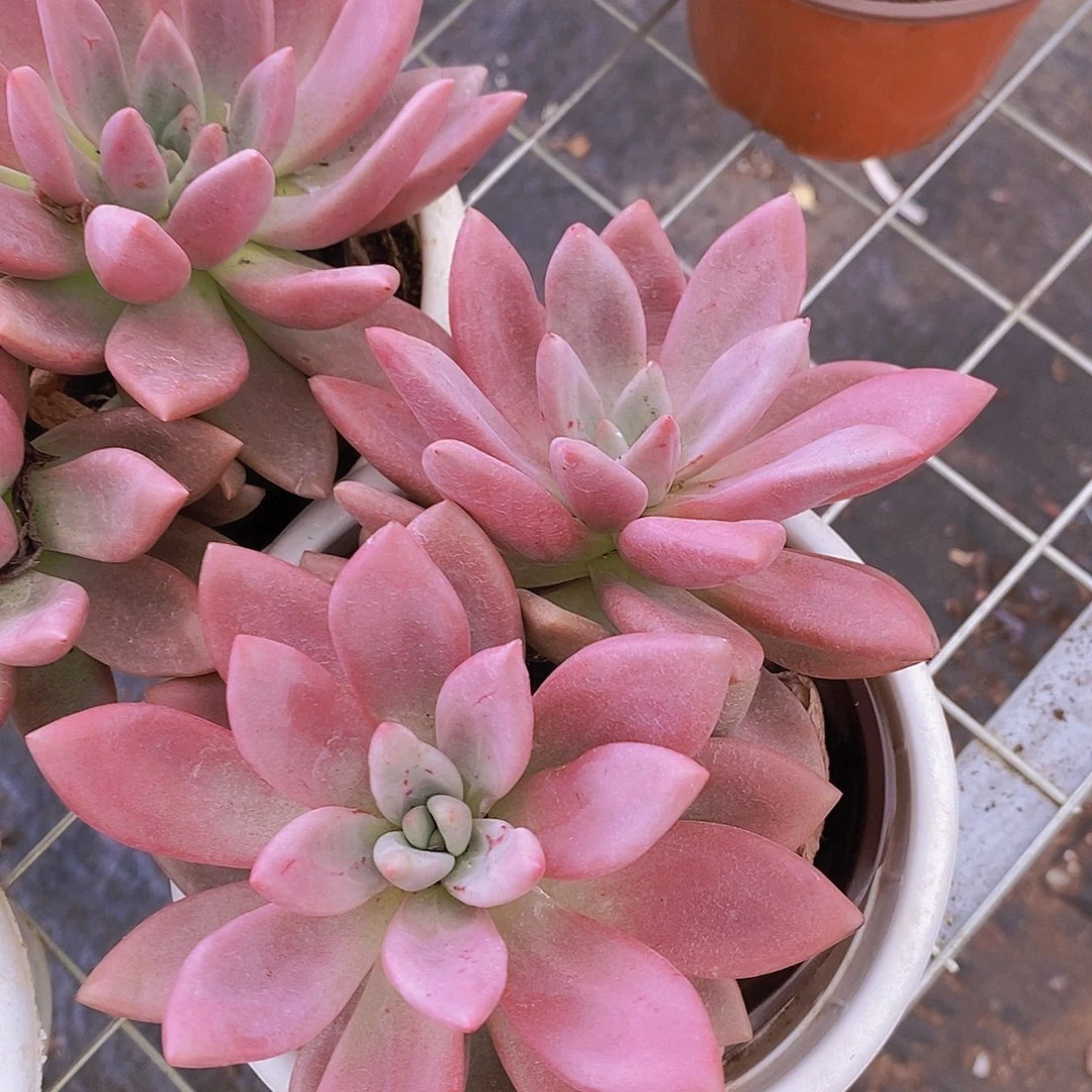 桃花源 双头起发