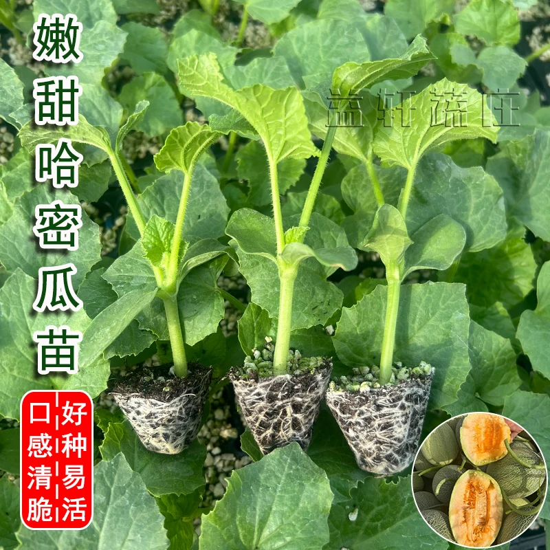春夏超甜哈密瓜苗苗子田园栽培哈蜜瓜苗网纹甜瓜苗香瓜苗