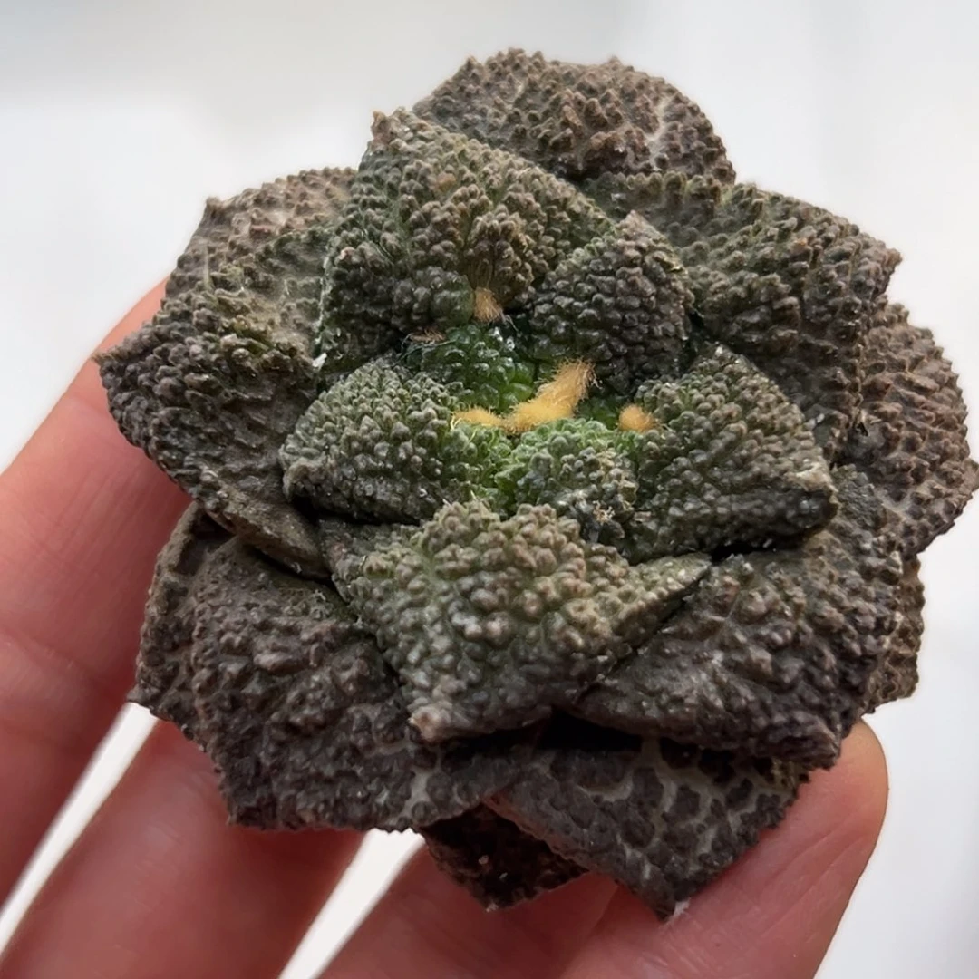 435，仙人球的世界里有