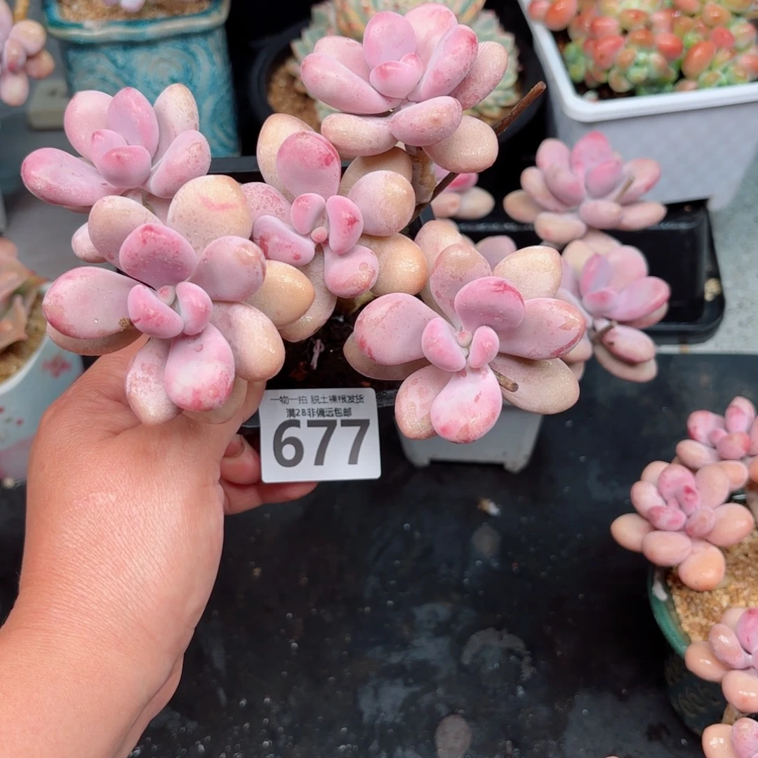 桃蛋5头多肉肉多多