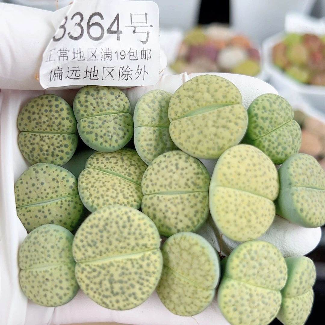 3364 好养易活生石花大母本15个