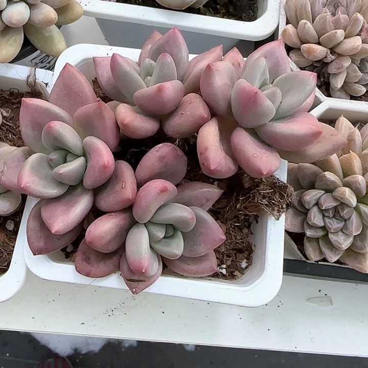 青蛙王子儿童洗发111