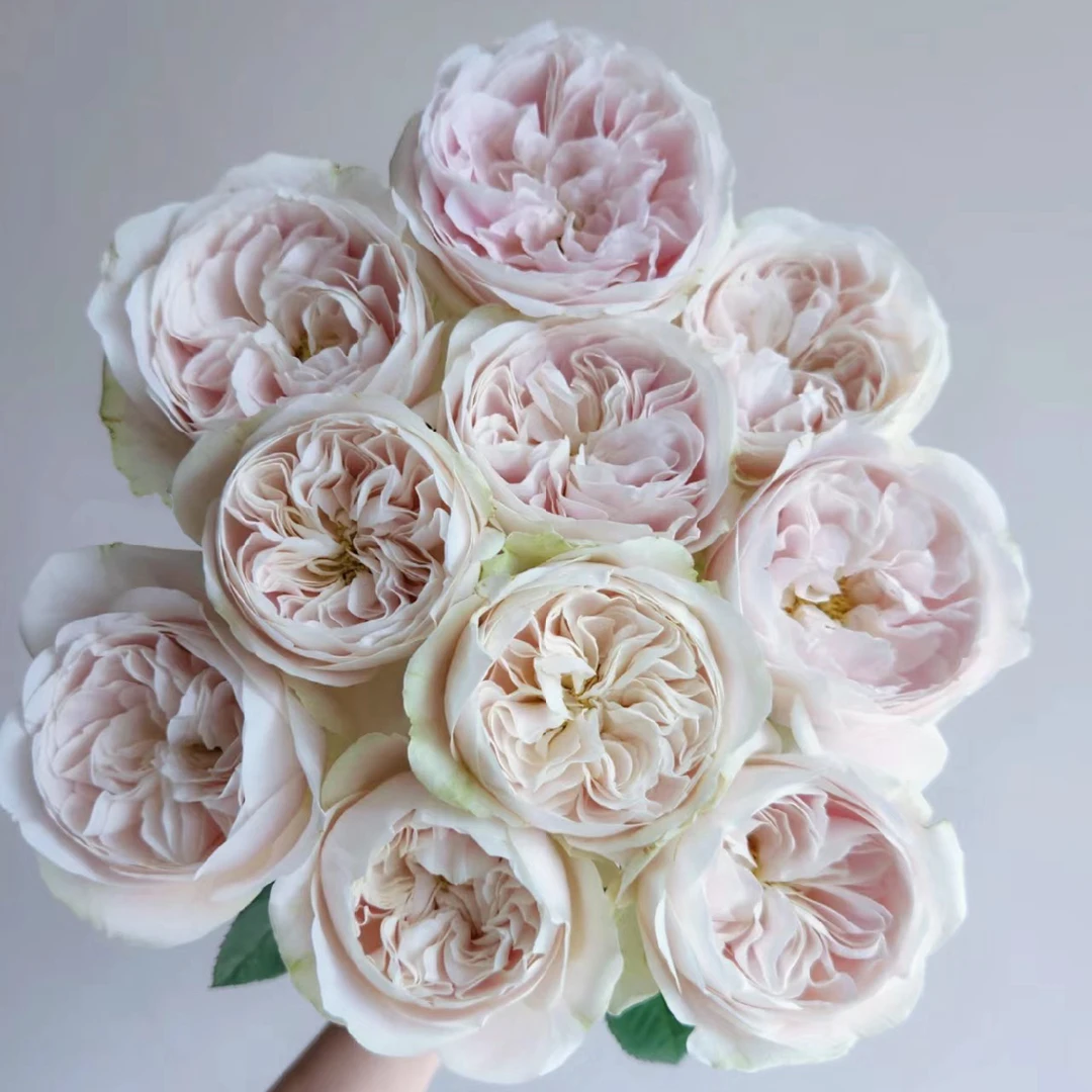 奶茶 玫瑰鲜花 全场买两单及以上包邮 云南基地直发