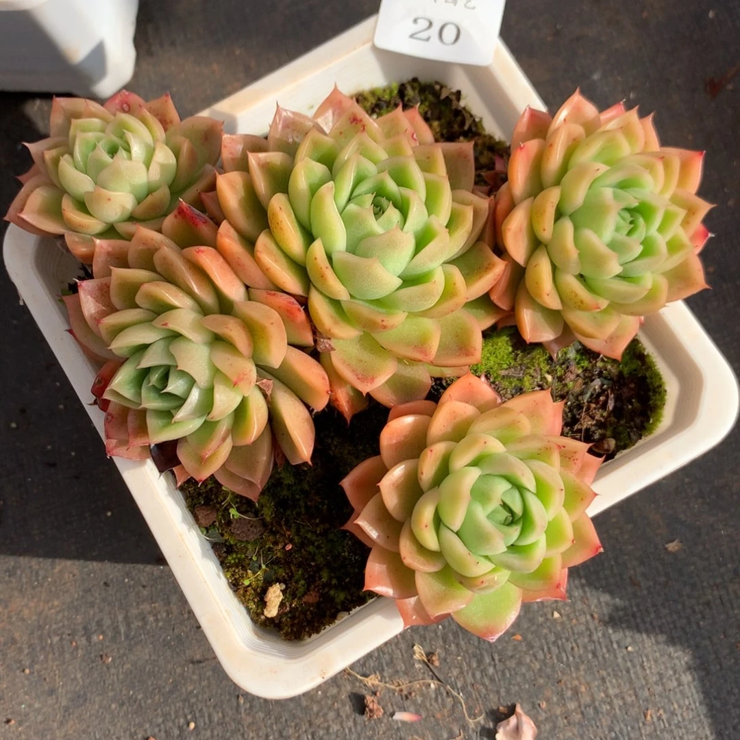 20    新年快乐发发发