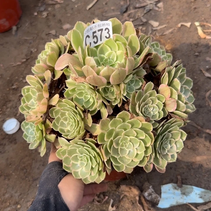 粉花妖……多肉植物……