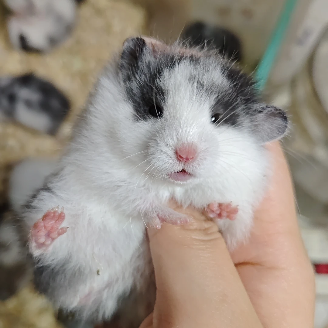 对称眼线三花金丝熊宠物直播间挑选