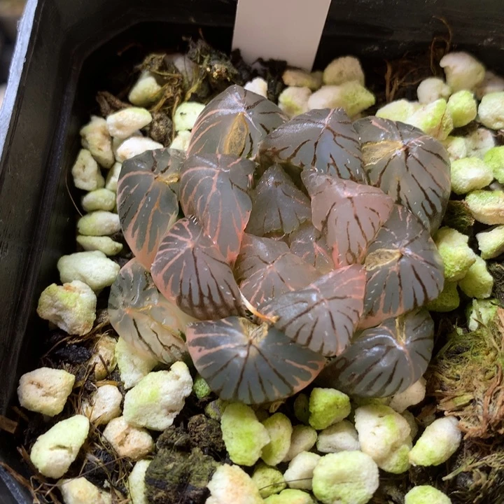 龙爪玉露锦带盆土发货
