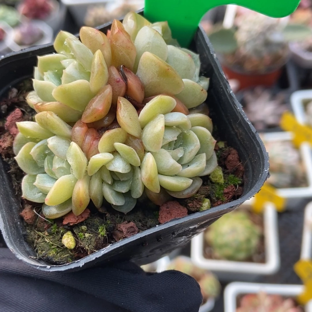 968容晶多肉植物多肉