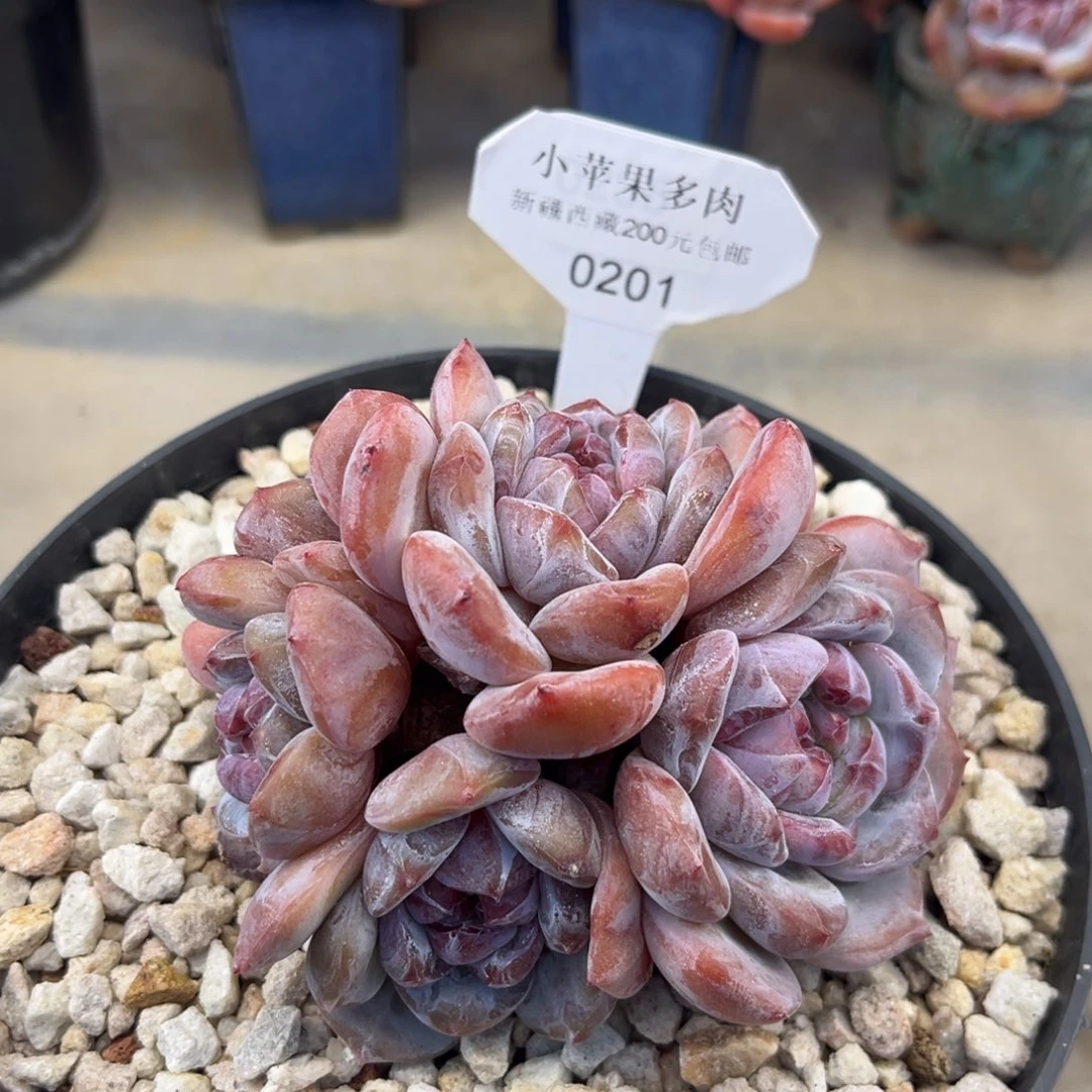 绿底紫心201/10cm5头