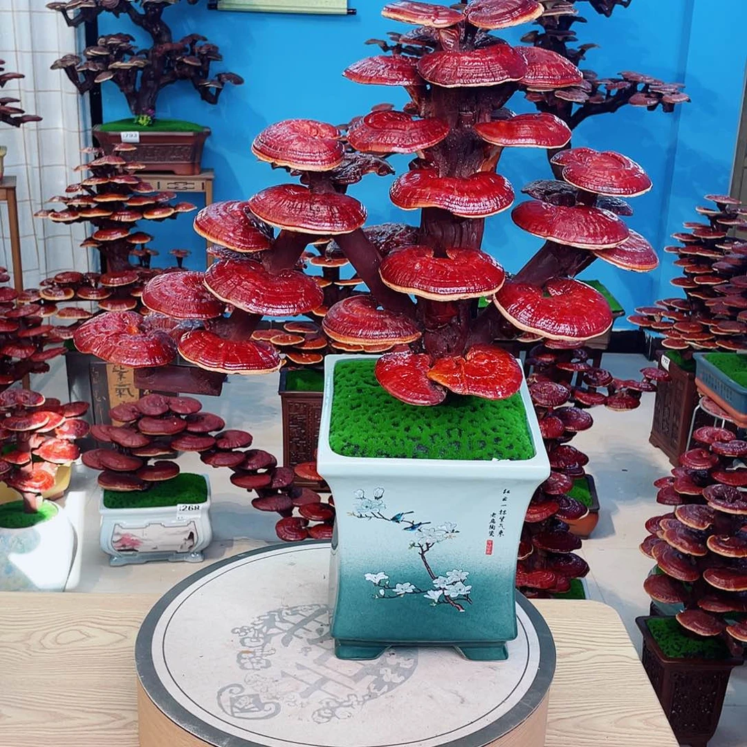 如***变灵芝盆景88888888