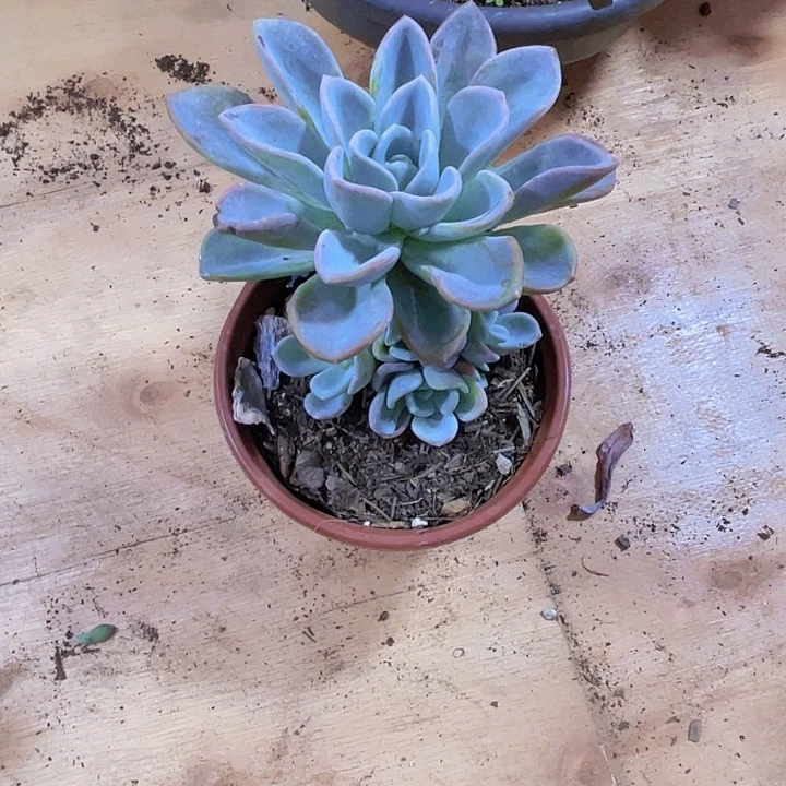 西**奶000000000000000709