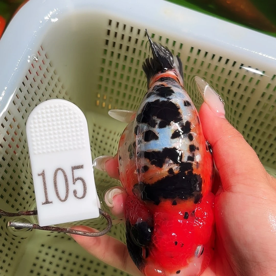 金鱼拍包装包邮，没拍包装发顺丰到付