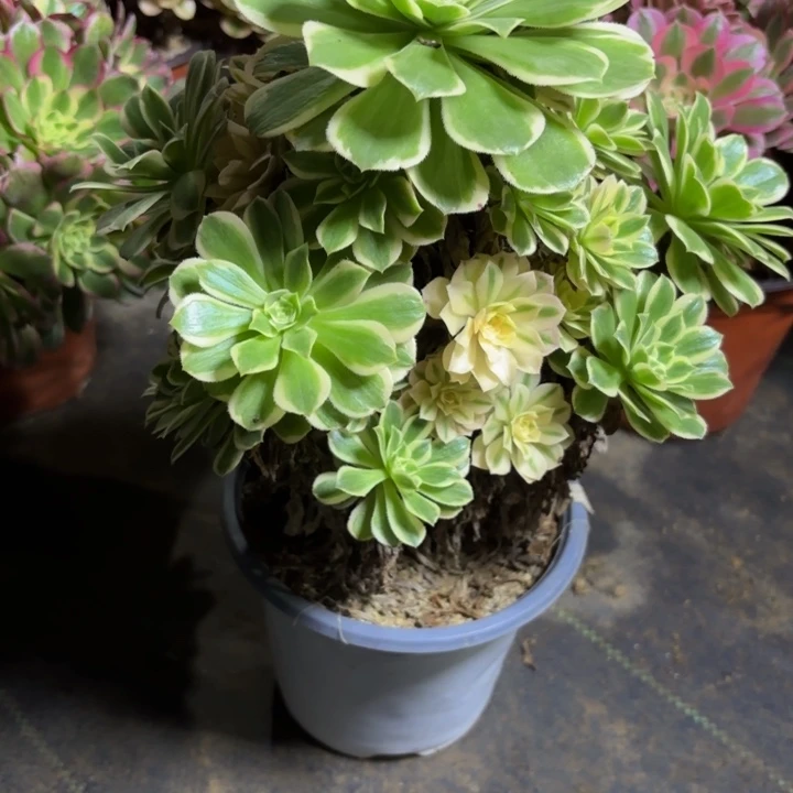 瑞妈，。。。。。。257芳华，