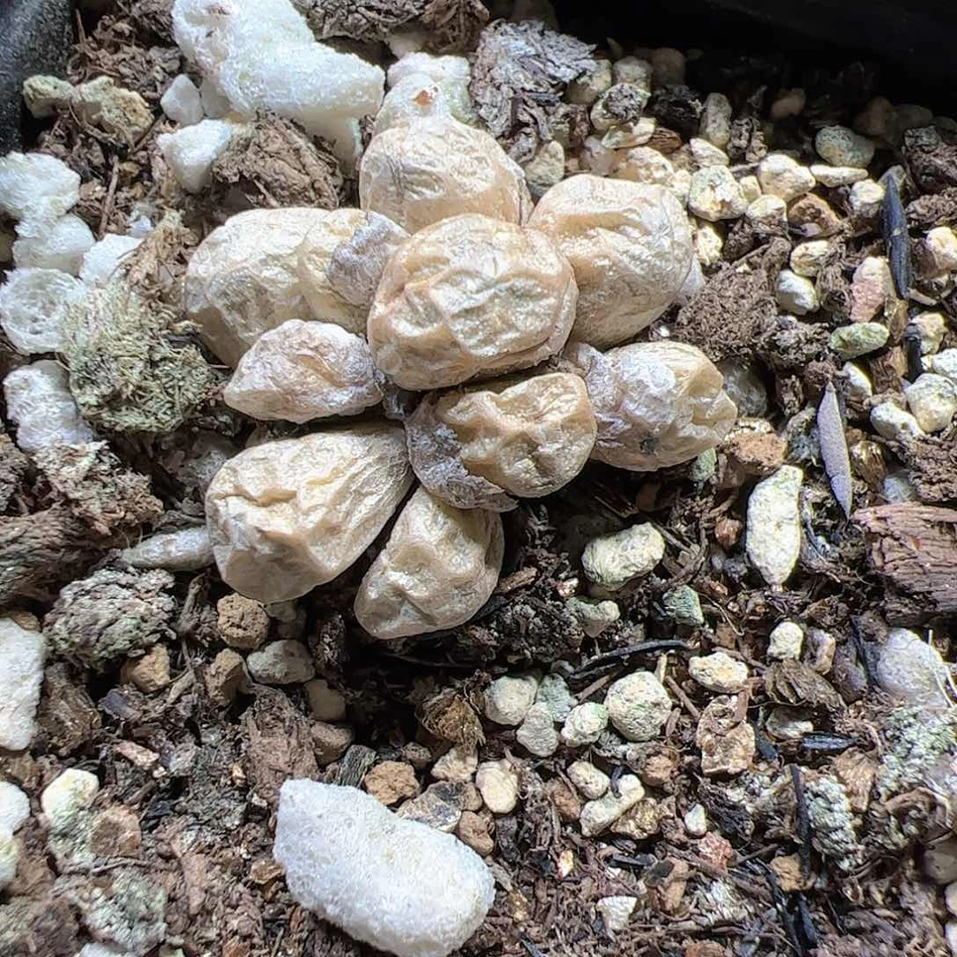 【闪购商品】134 饺子皮