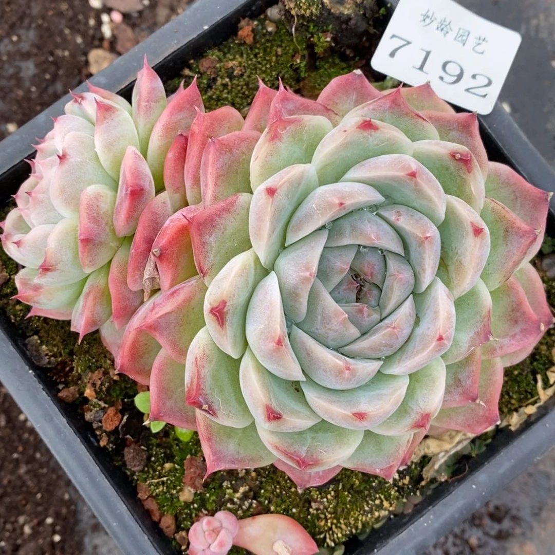 7192杂交多肉老桩