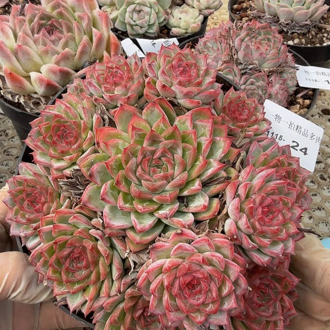 1115-24多肉珍妮一物一拍