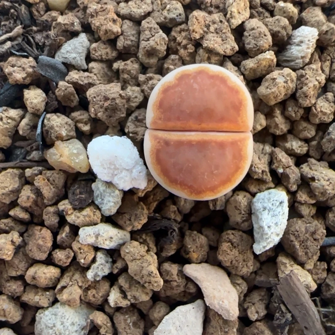 二蜕小个子黄金饼干