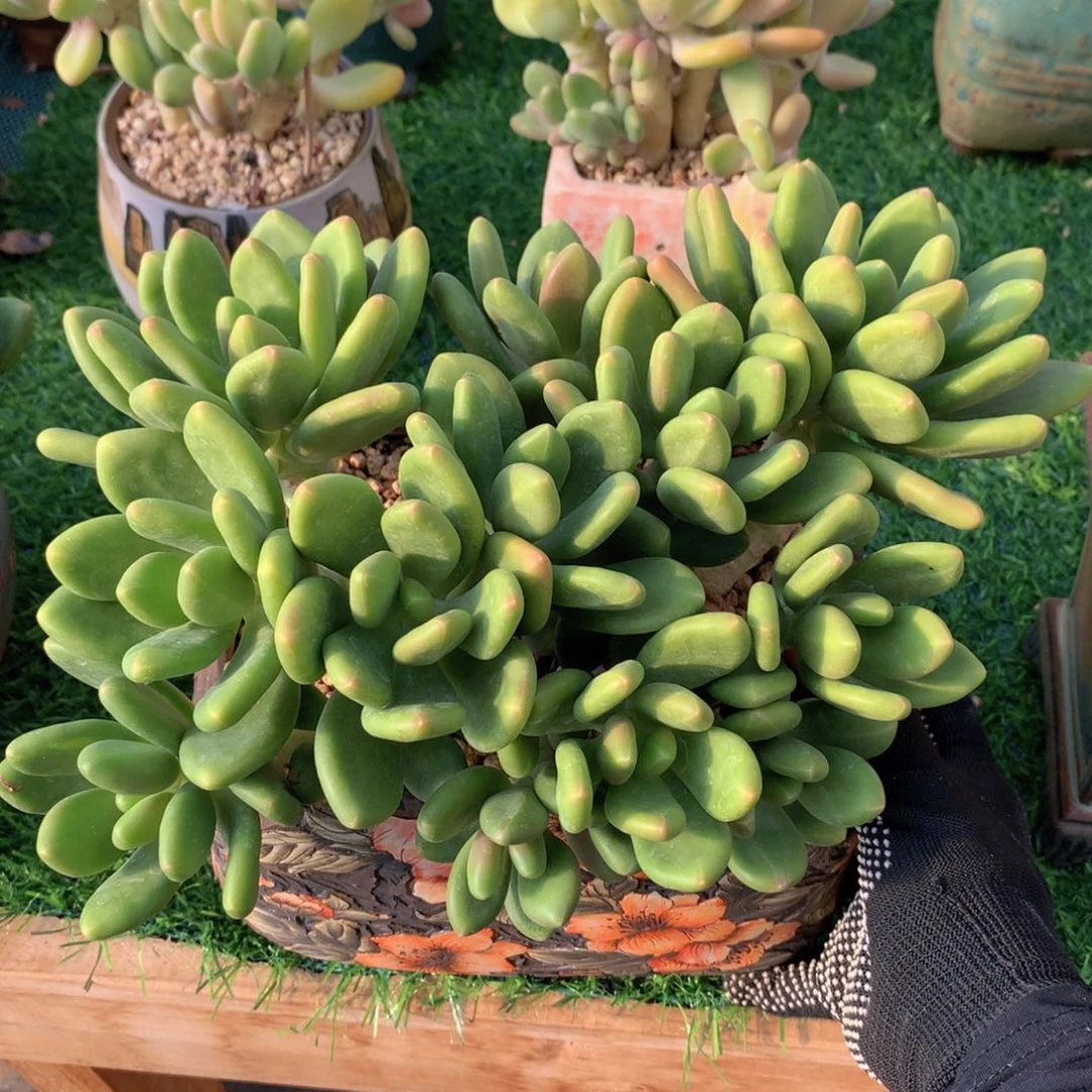 芒果奶24 151 2558 9415