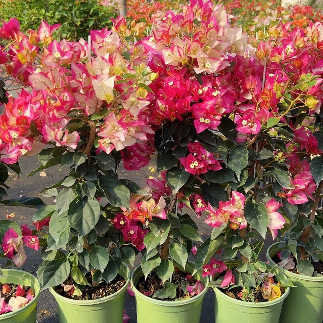 大部分花苞少量开放金娆带竹一颗