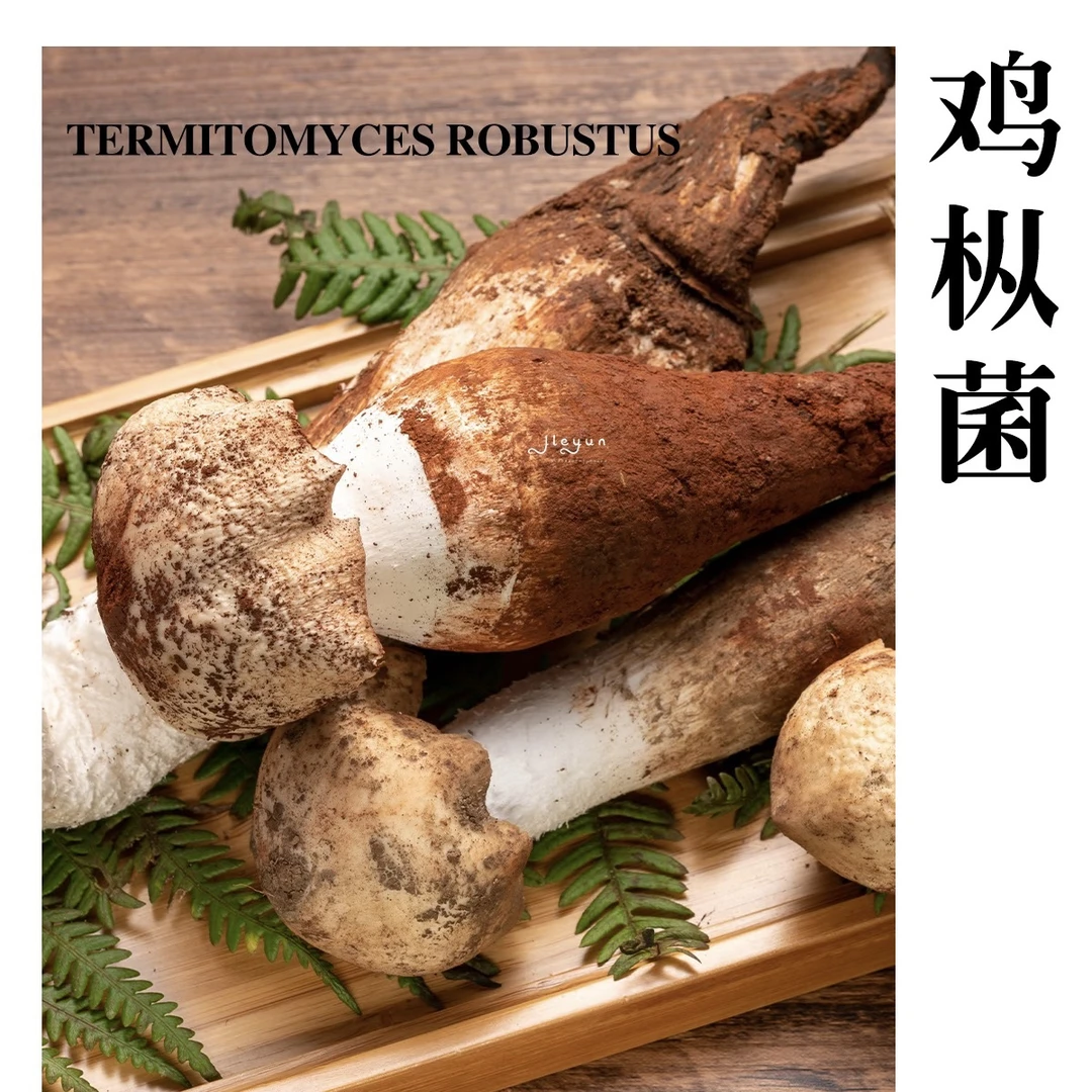野生鸡枞菌!当季限定美味,天然珍品,一口尝尽山野极致鲜味!