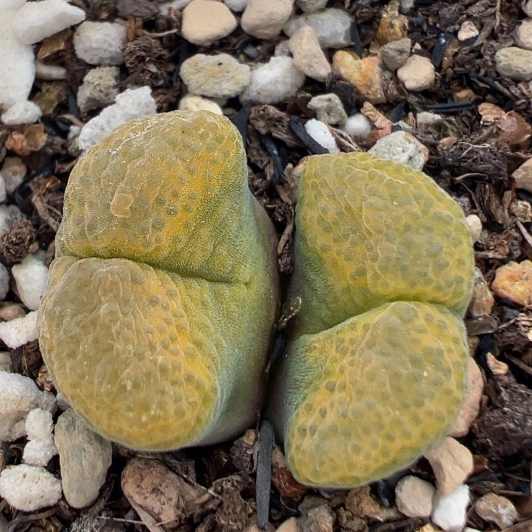 58多肉植物百科植物