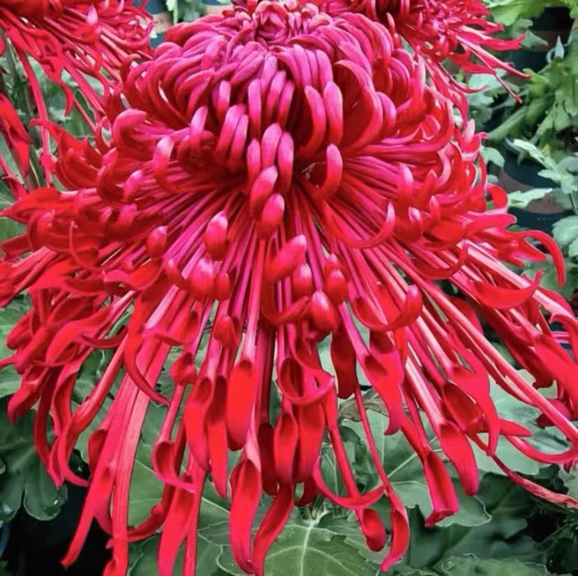 【 山海窗花】九月菊富贵菊花盆栽 开花漂亮耐寒