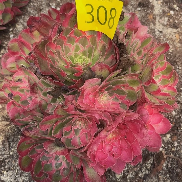 多肉植物福利308个