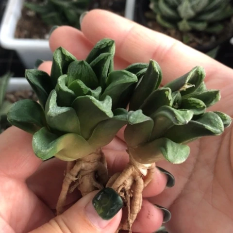 美惠寿2颗一起发货哈哈