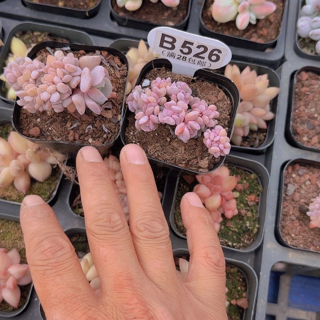 4*B526两颗雪精灵一物一拍