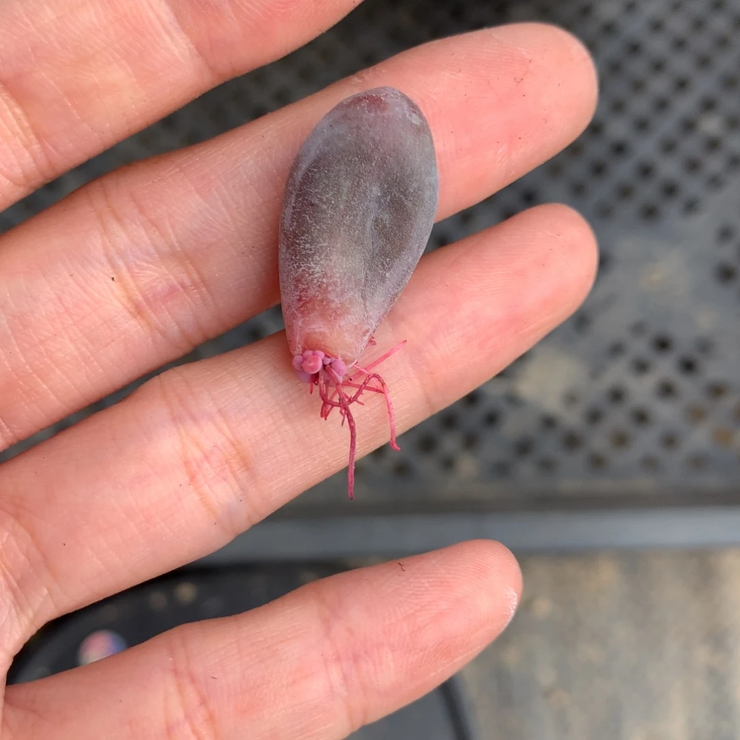 糖果奶糖果奶酪哦哦