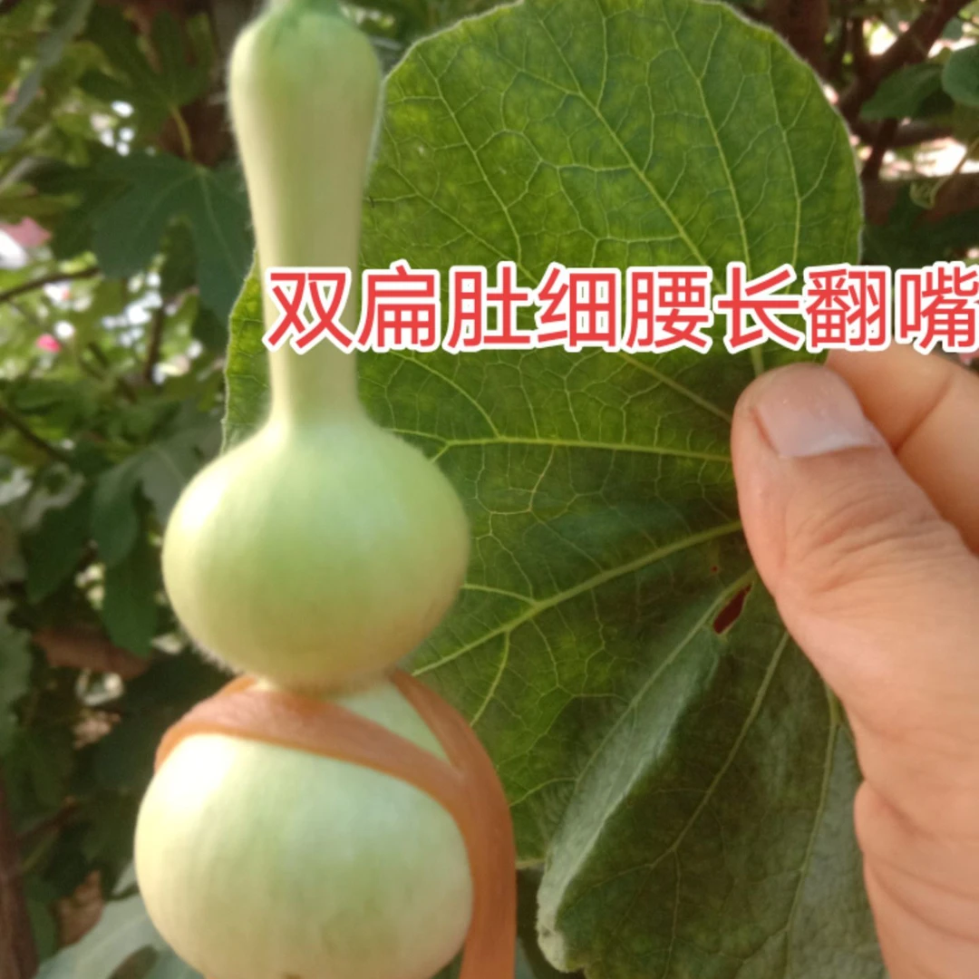 直播间链接葫芦价格