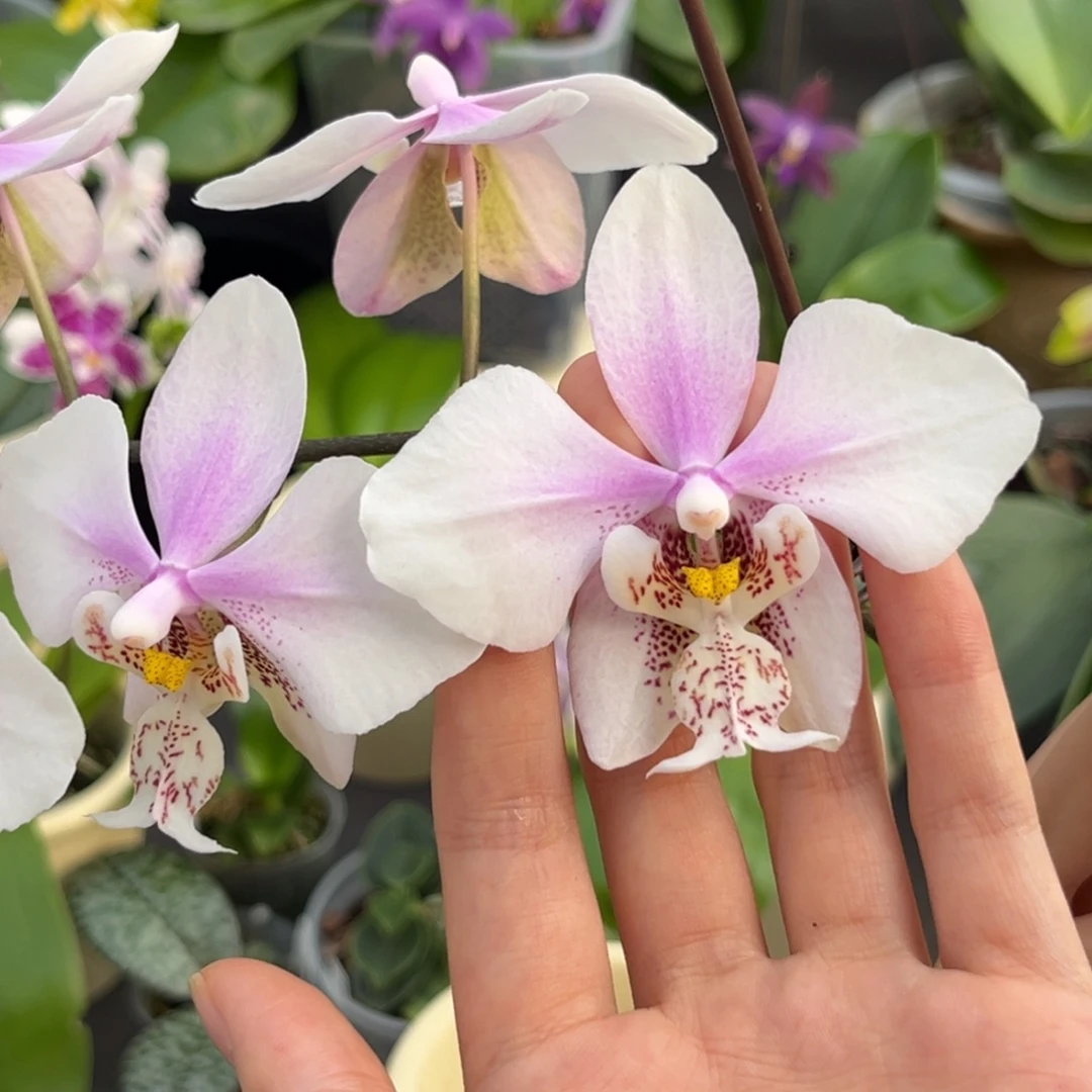 完全开放2.5寸黄史交西开花株