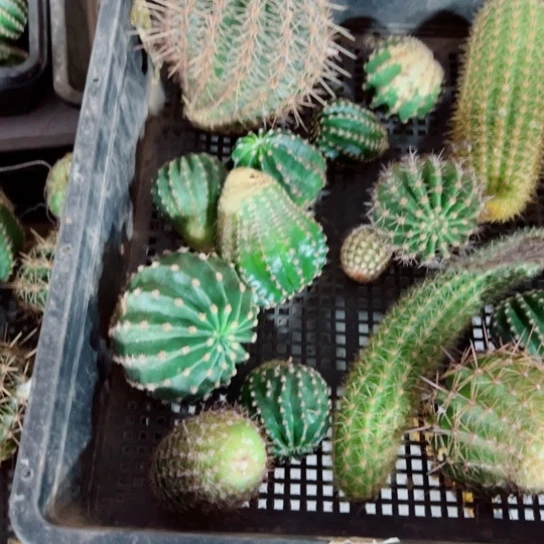 下100框拍无根侧芽歪斑小无售后