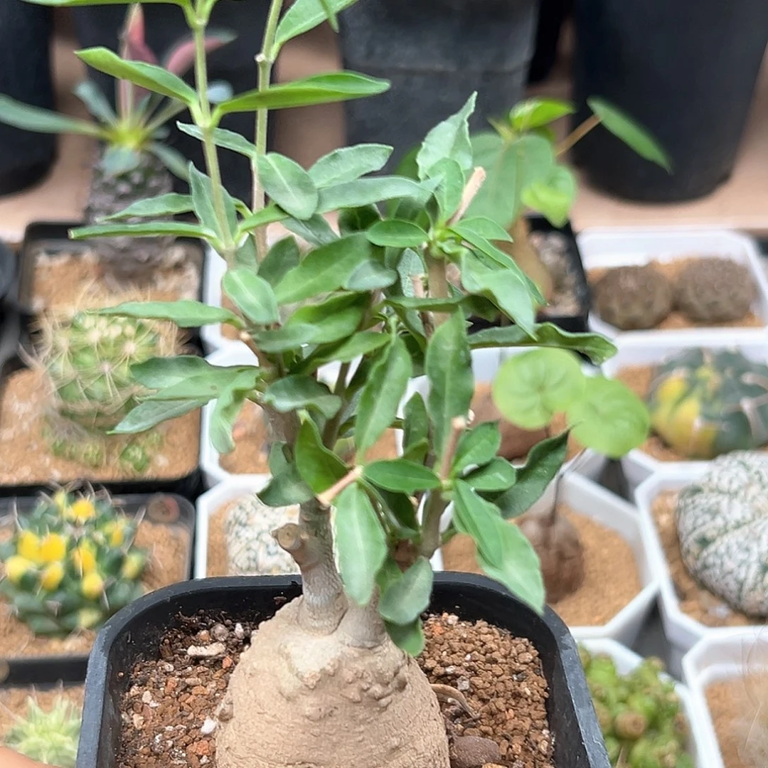 无花朵火星人块根一颗