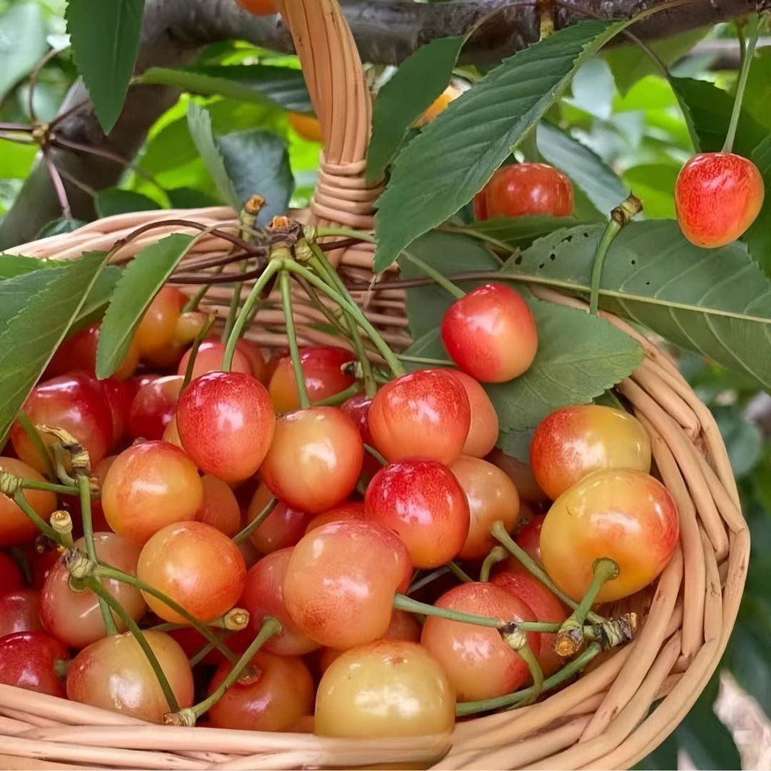 山东新鲜黄蜜当季现摘香甜多汁当季新鲜水果