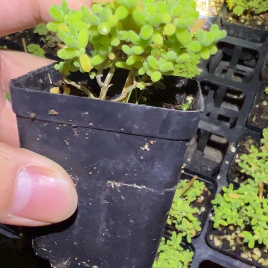 蜜橘55杯修剪老桩