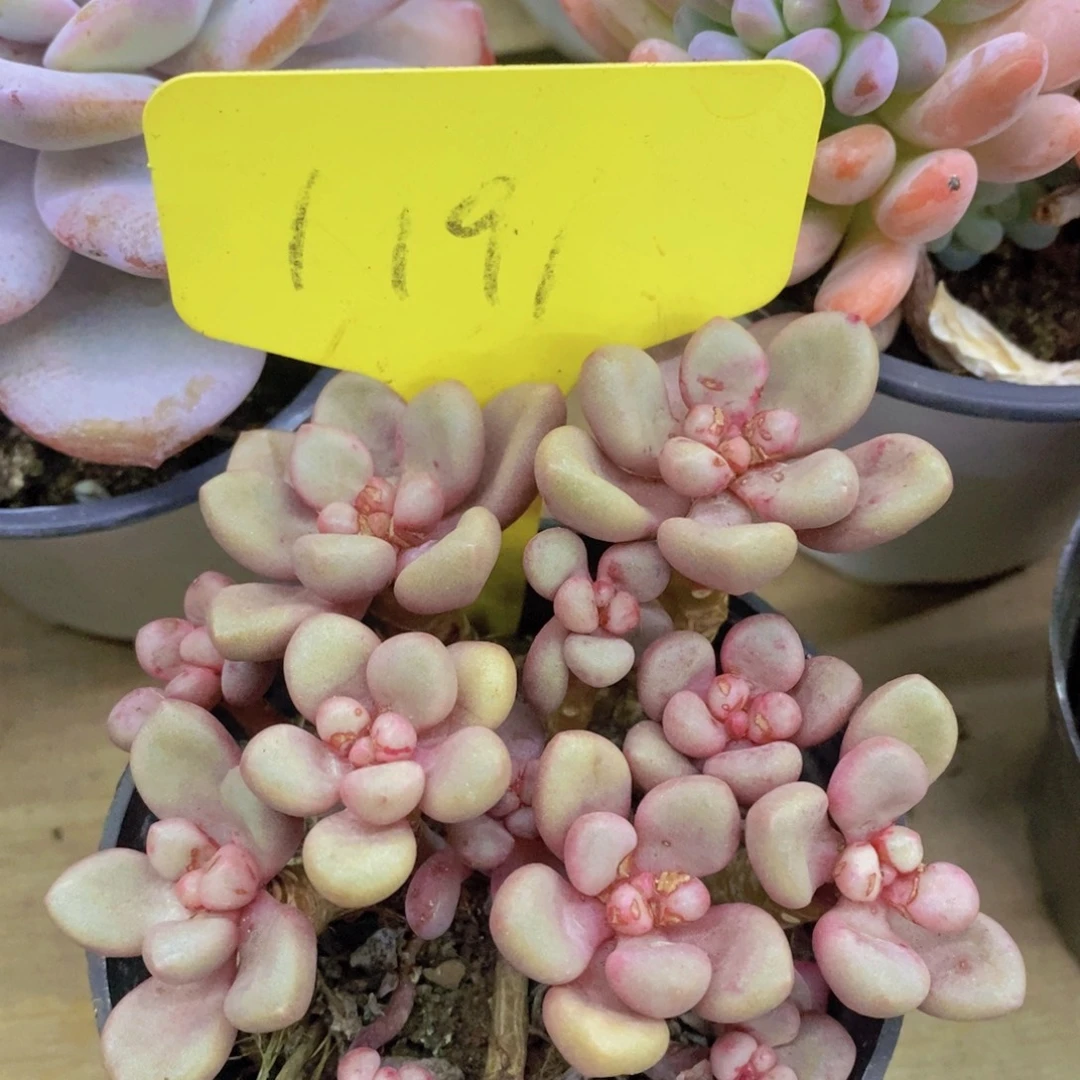 开心多肉，一物一拍，一单包邮，满5给1