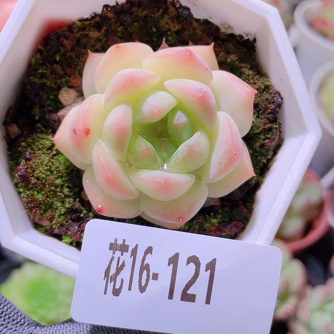 花利美16-121明月心
