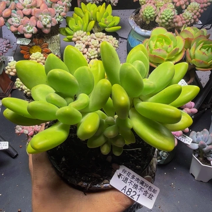 芒果奶酪821/10cm多肉