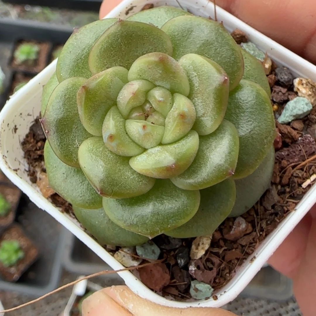 小卡拉米糖心一物一拍