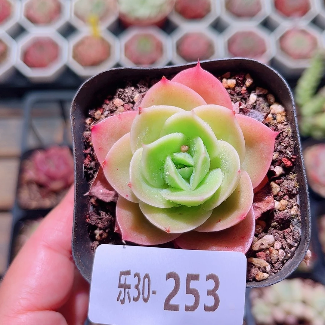 乐然30-253 柠檬酸橙