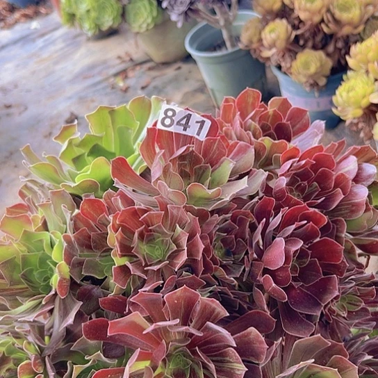 舞***心多肉植物一个欧若拉满