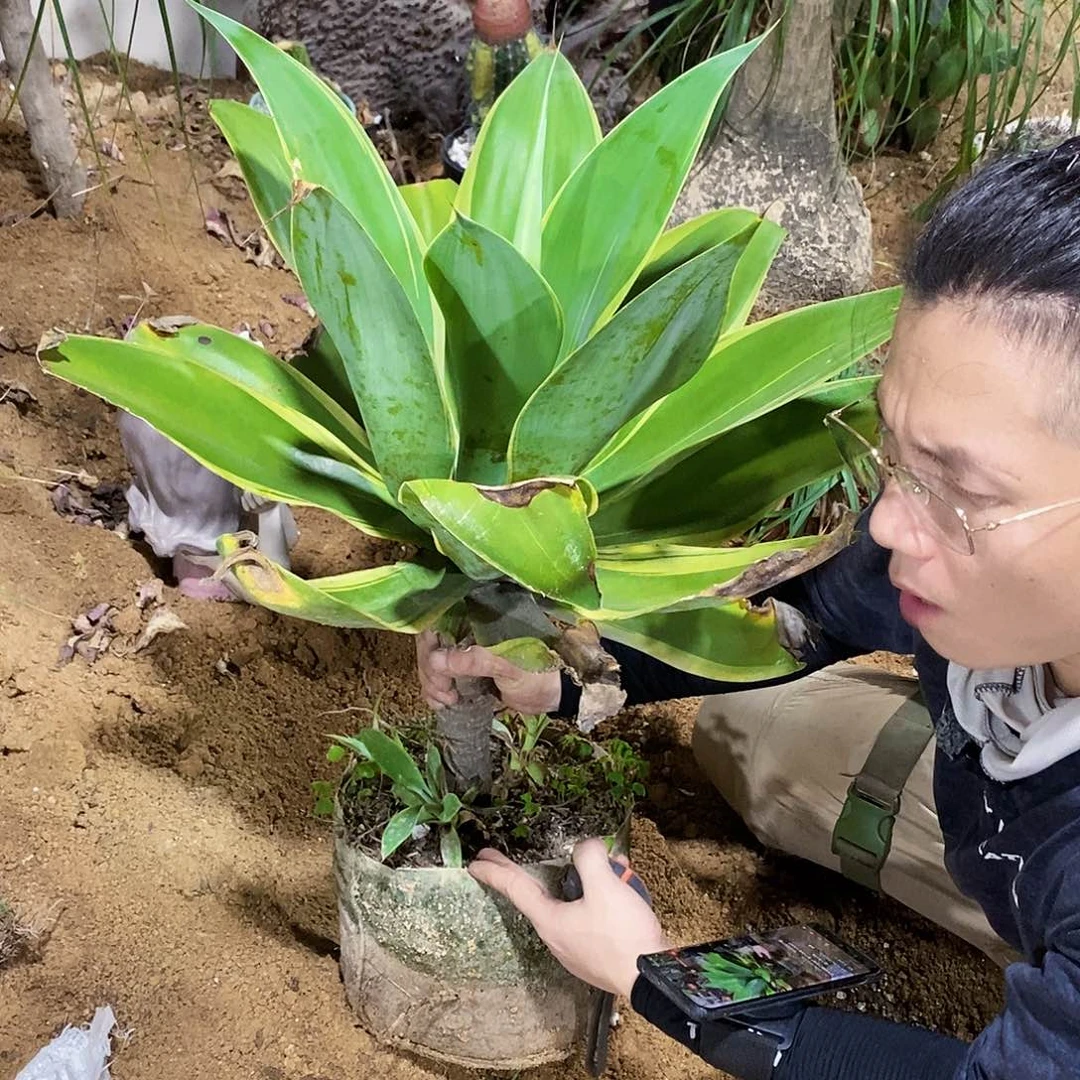 狐尾复伦侧芽一颗。