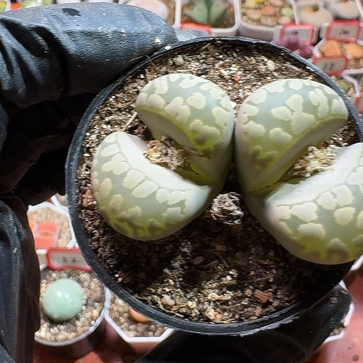 生石花23:：：：：。   70