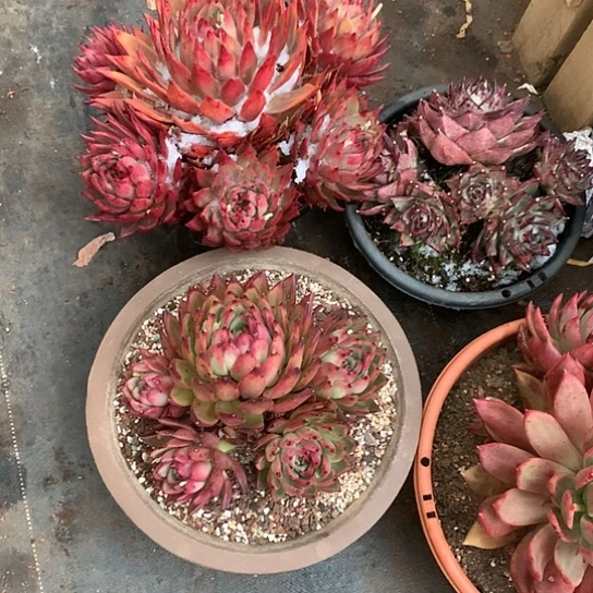 以*美肉特价活动开始啦