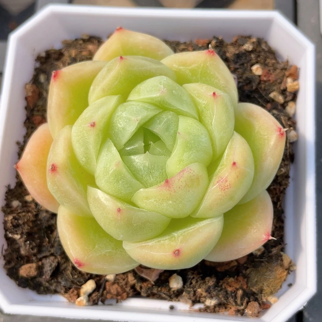 优选麦杆福利1204