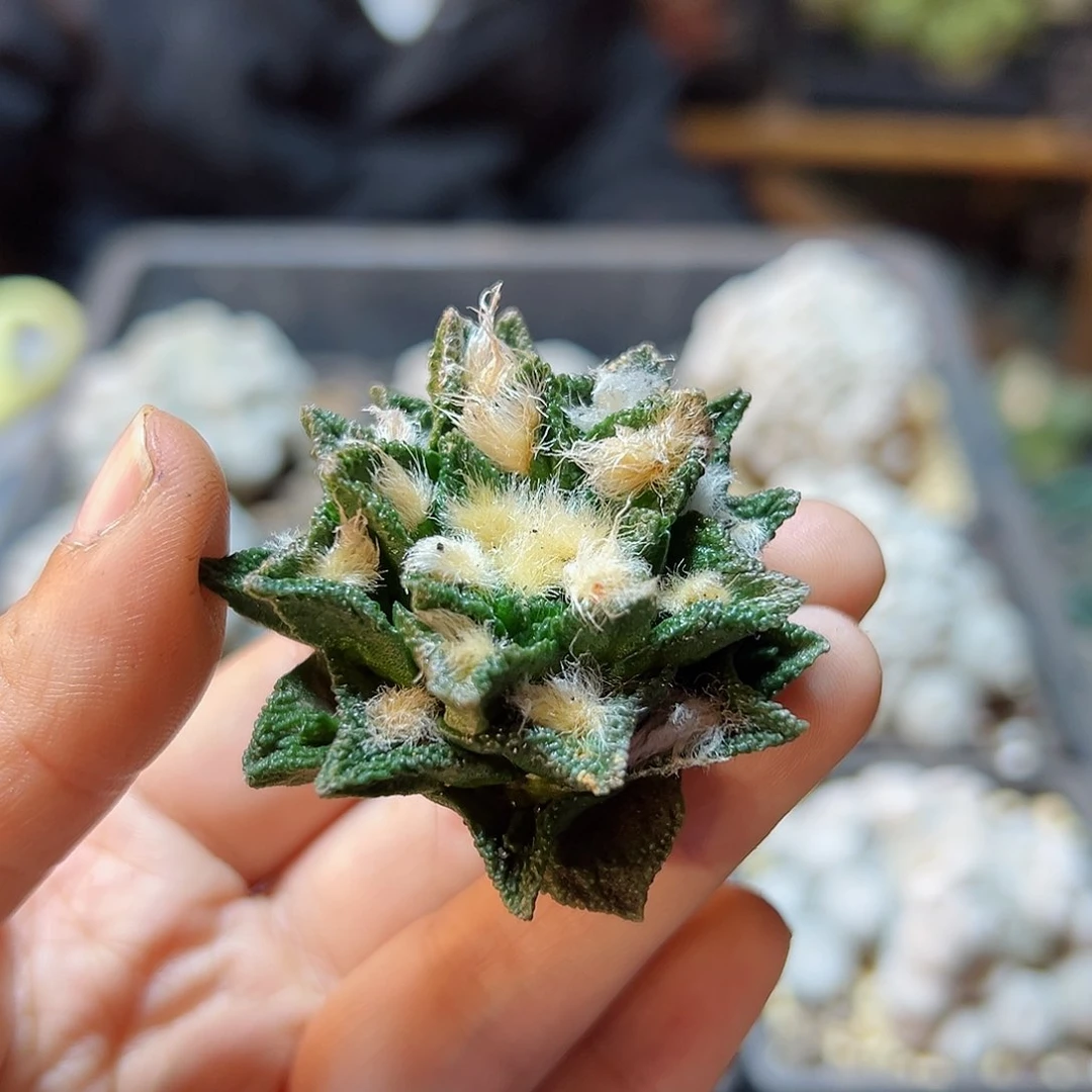 17号自根博士牡丹4.8公分